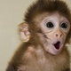 Illustration for article titled Monkeys Born Of Three Parents Usher In The Age Of The Super-Baby